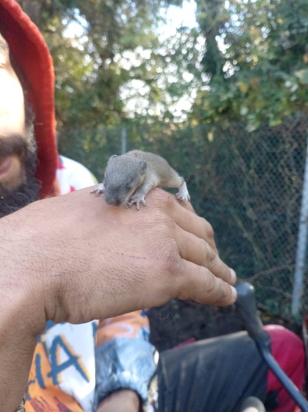 Gently moving a mole to safety